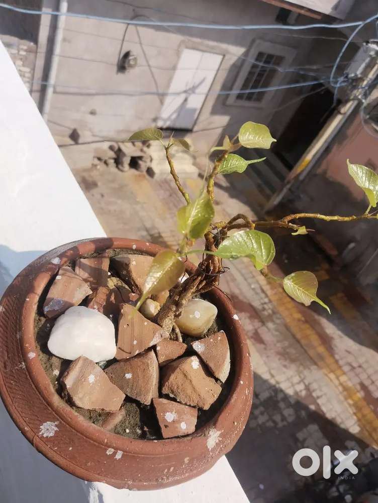Bone sai plant