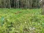 റബൂട്ടാൻ കൃഷി ചെയ്യാൻ പറ്റിയ സ്ഥലം