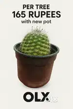 Indoor limited cactus trees