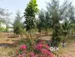Hybrid Jamun to Sandalwood – Invest in 3 Premium Tree Crops!