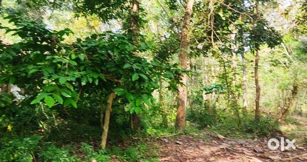 2.6-Acre Plot with Old House for Sale – Seethamount, Pulpally Wayanad