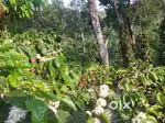 8 ACKRS COFFEE ESTATE FOR SALE