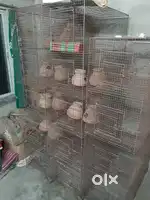 One year old 3 Cage 12hari patuli township