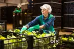 FOOD PACKING AND HELPER JOB IN LUCKNOWLOCATION
