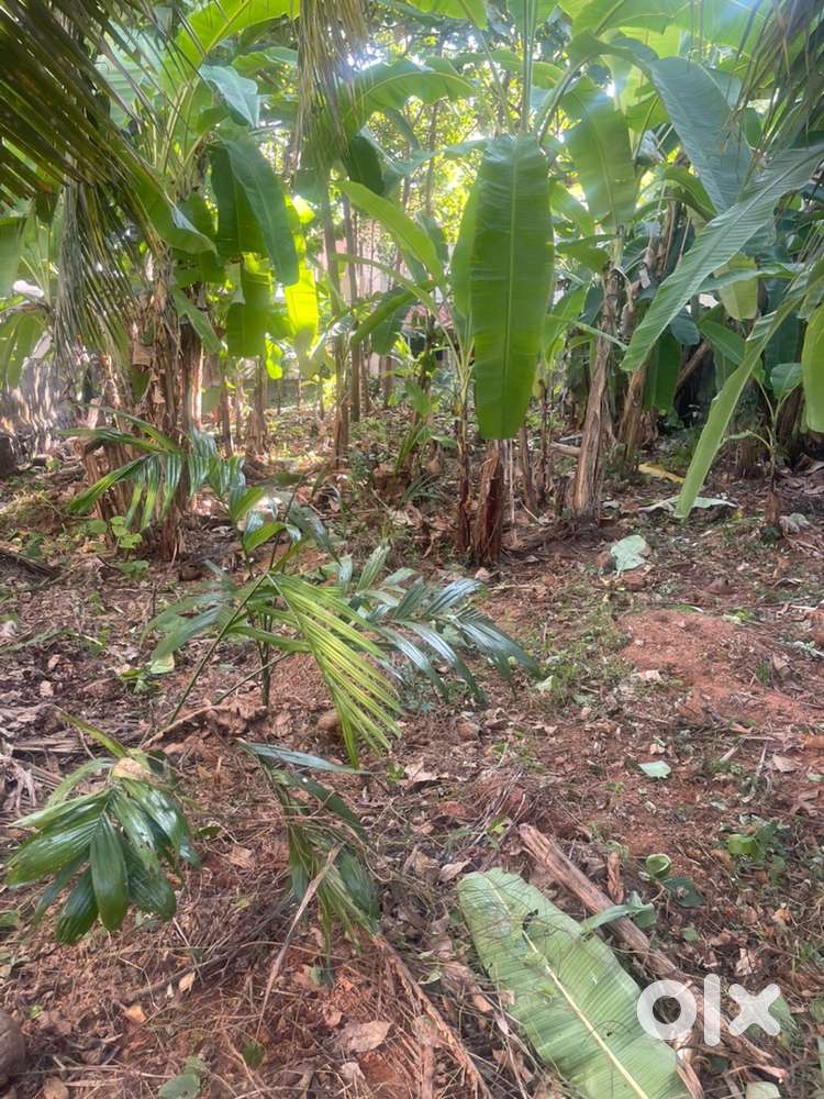 10 cents prime land at Koranchira, Mulanthuruthy