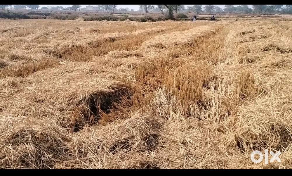 नहर के पास जमीन बेचना है