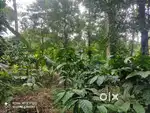 85 Cent Plot for Sale in Padiyambam, Kenichira Wayanad