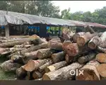 Need Rubberwood and Junglewood- Ready Cash