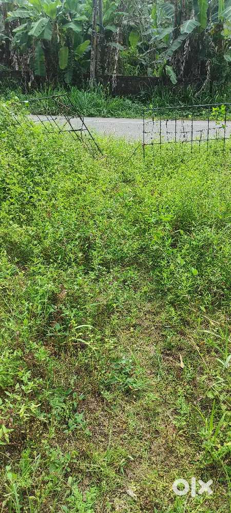 42 cents, Residential land at Thumpamon Thazham, near Ambalakadav jn.