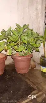 Home design pot