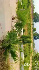 सुल्तानपुर रोड प्लॉट मात्र 999rs sqft