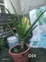 Alovera plant with pot 5year old