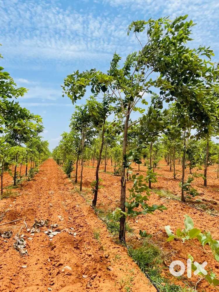 Best Red Sandal Farmlands Investment in Near SRIKAKULAM