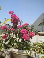 Plants with resnable prices
