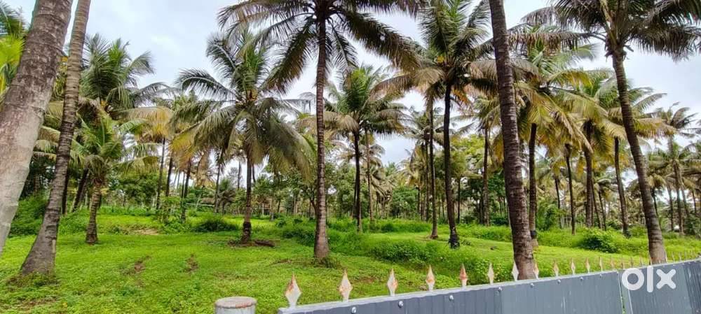 1.80 acres coconut farm for sale in kozhinjampara