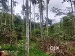 60 Cent Plot with House for Sale – Moonanakuzhy, Wayanad
