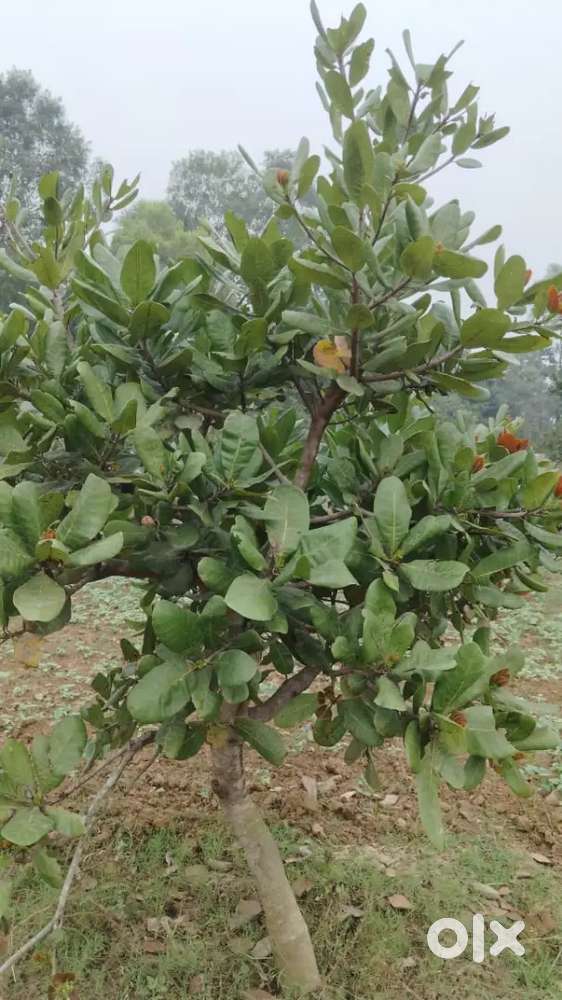 Personal Assistant/ Tellecaller