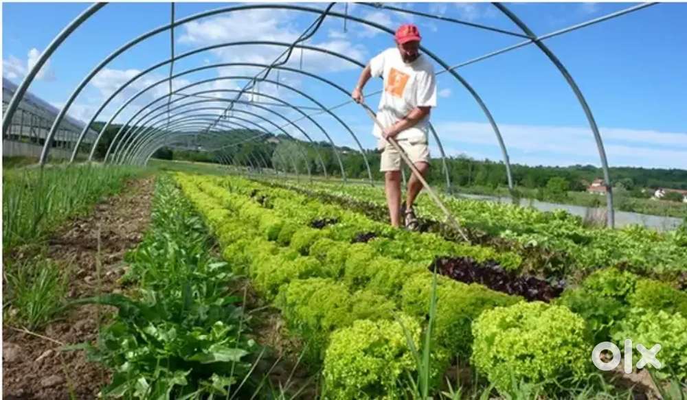Wanted supervisor manager for organic farming