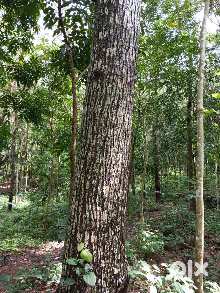 Mahogany Tree for sale