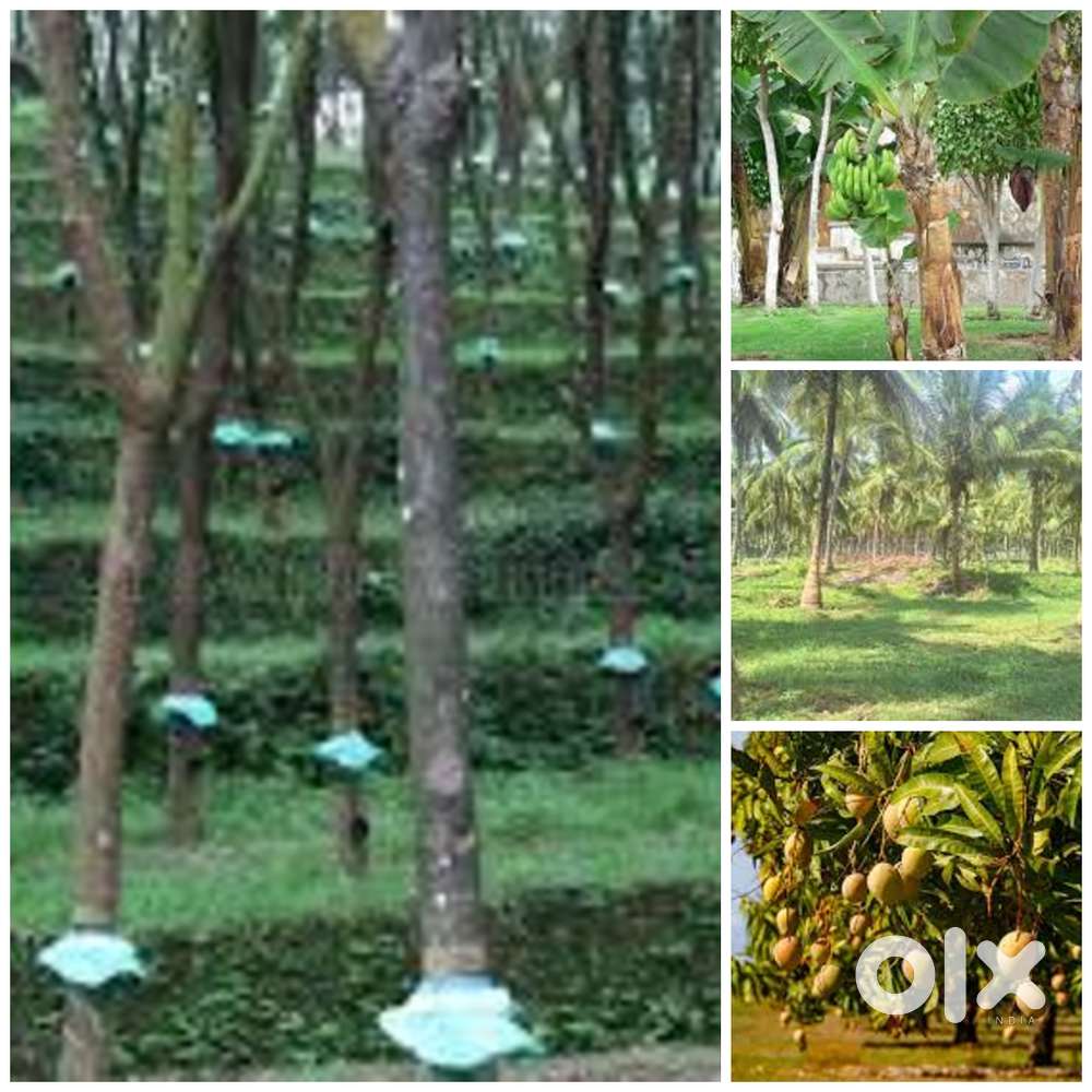 തോട്ടങ്ങൾ വാങ്ങാനും വിൽക്കാനും