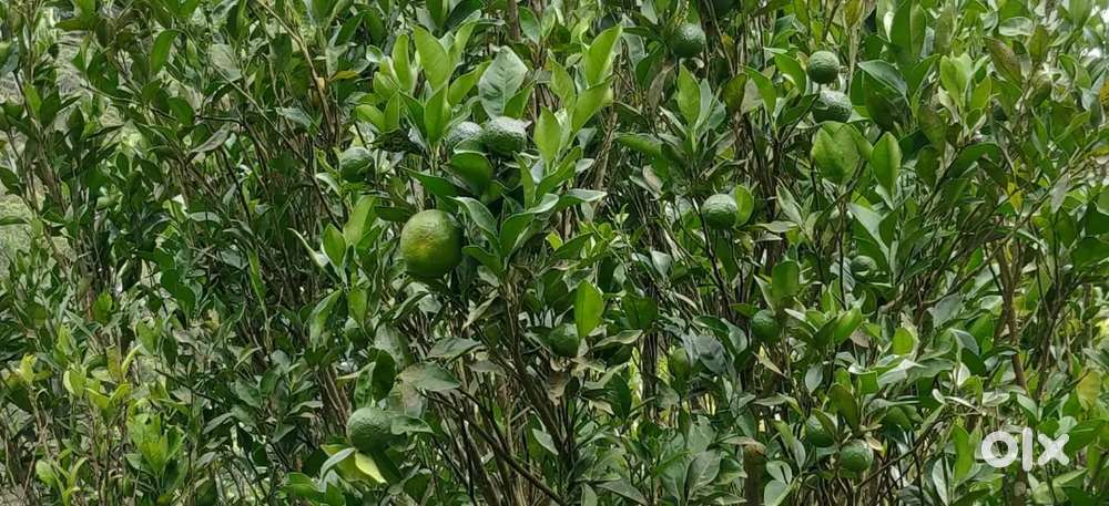 കരുവാരകുണ്ട് 13 ഏക്കർ തോട്ടം സെന്റിന് 15000 രൂപ