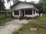 Assam Type