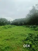 Residential Plot for Sale in Pazhamthottam