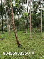 Balussery

Vayalada rod