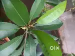 Chikoo grafted potted plant / Garden tree / Fruit plant
