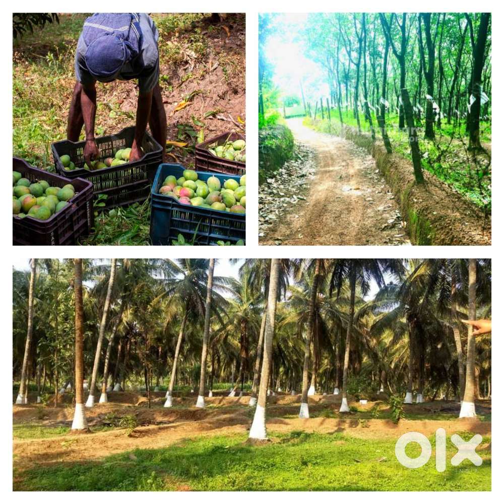 Rubber mango coconut thottam for sale in palakkad town area
