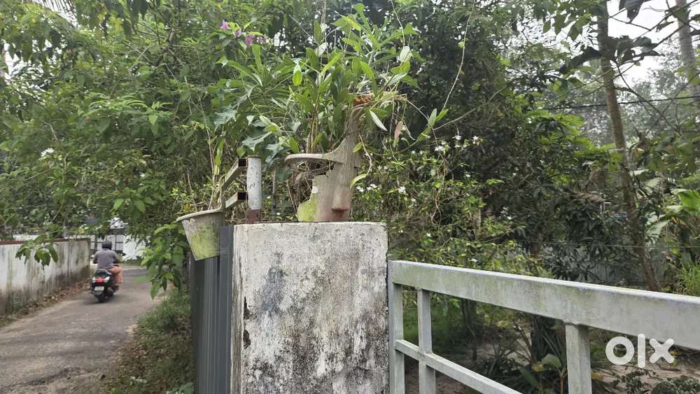 5 cent plot ചേർത്തല മാടക്കൽ മറ്റവനെ കവല പടിഞ്ഞാറുവശം