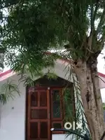 Independent 2bhk house for rent