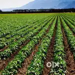 One Acre Farmland / Narayankhed / low budget/