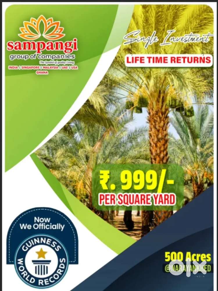 Dates coltivetion and drogan fruit and anjeer coltivetions