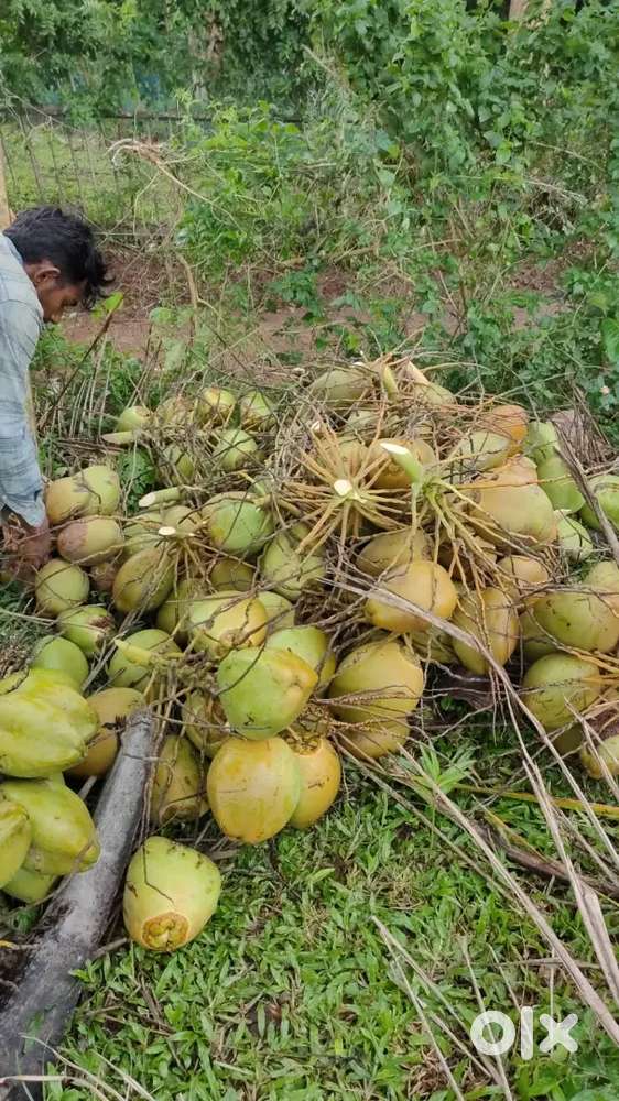 84 cent documented 70 cent water front plot for sale in Attappadi,