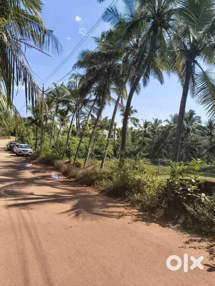 Road-Facing 17-Cent Plot for Sale. Just 1.8 km from Hosangadi junction