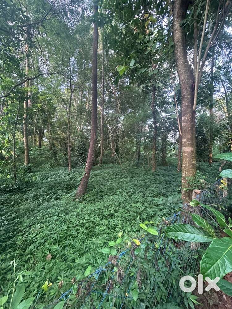 Plot for sale at 75000/cent