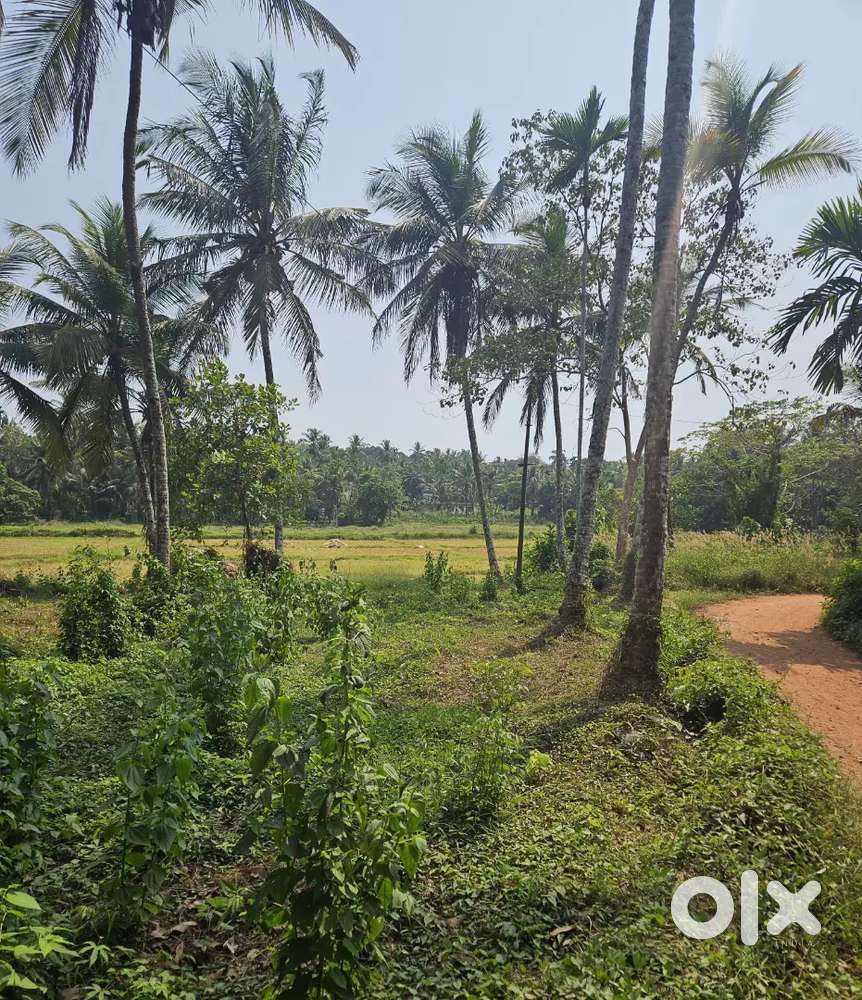 10 Housing Plot kannapuram punjavayal