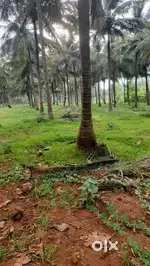 Coconut farm