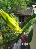 Villa triprayar