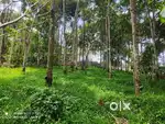56 Cent Plot  in Kayyalamukku Kenichira Wayanad