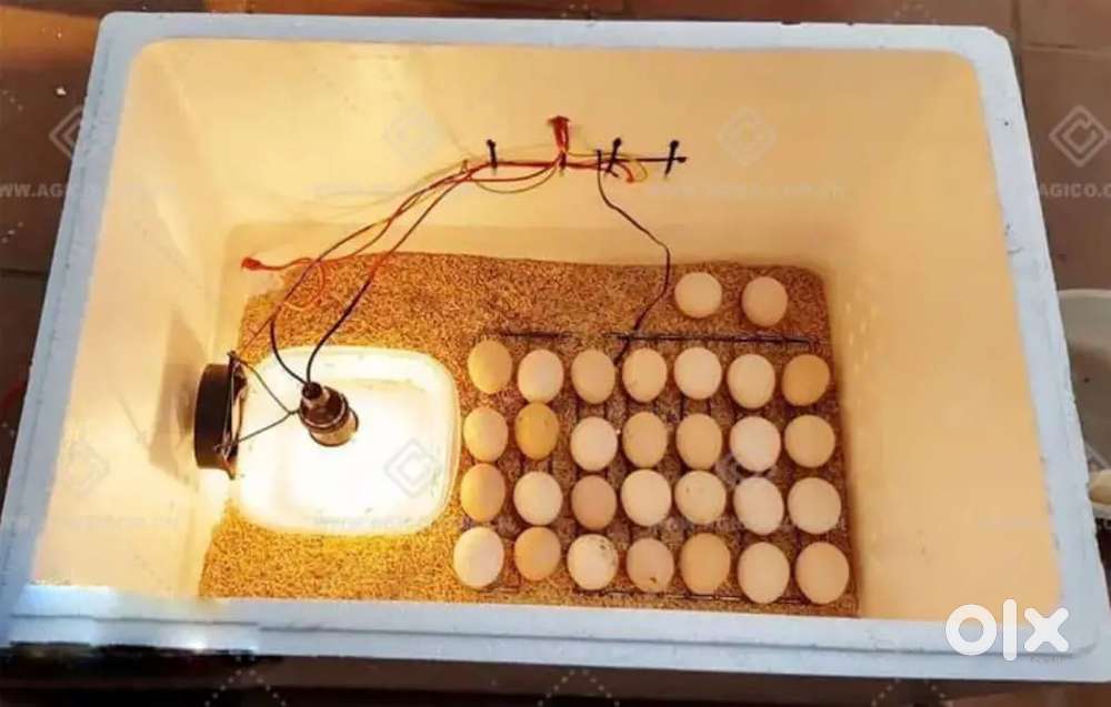 Incbator sell eggs hacting manwal call me