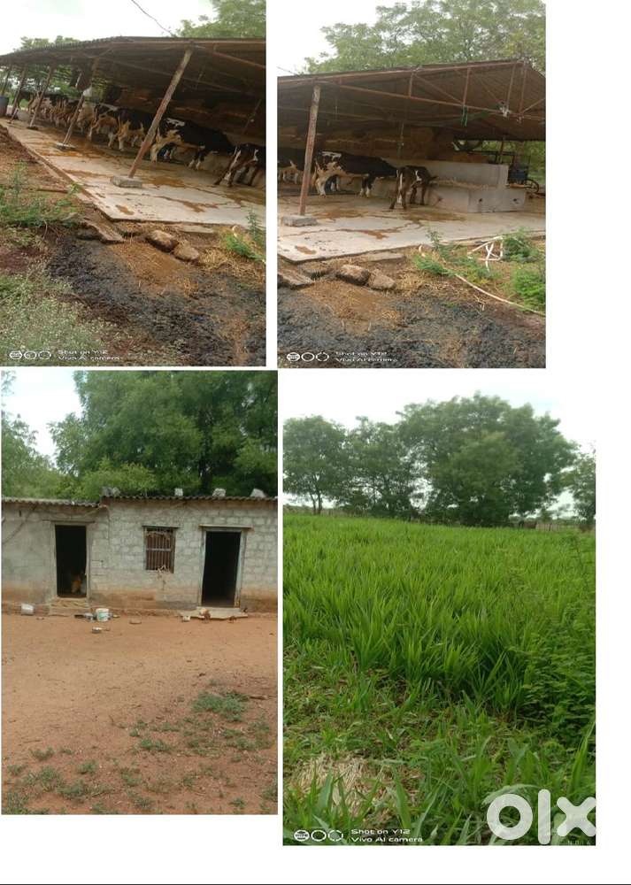 6 Acres Dairy Farm Land Rent
