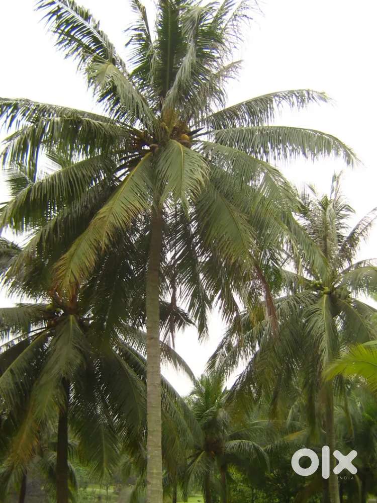 34 cents of land coconut trees beside road excelent for farm hous