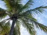 Agriculture land for sale