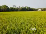 Required Agriculture land for Rent or lease