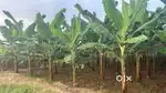 Prime Area- fertile land for sale -Ideal for farming & Investment