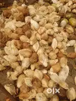 Coconut sales and marketing