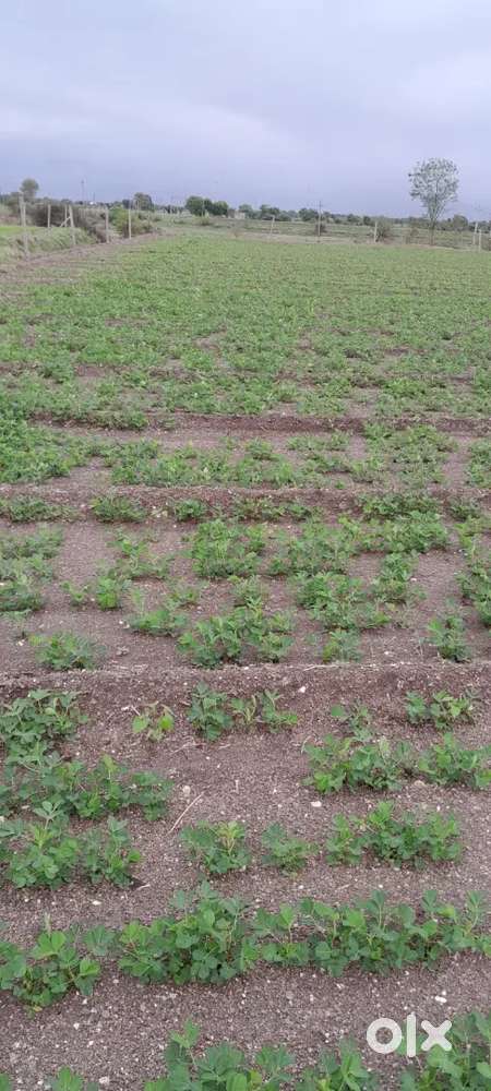 Agriculture land urgent sell