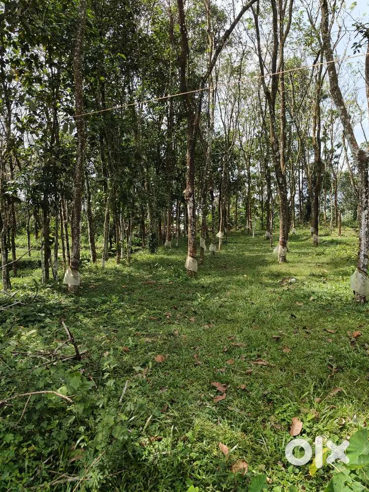 17 cent flat land for sale in Kottayam district, near Palai